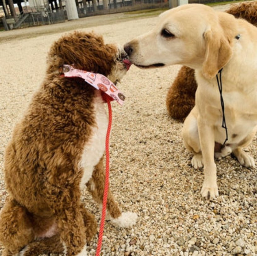 Love is in the air...at least puppy love!!! - Briggs 'n' Wiggles
