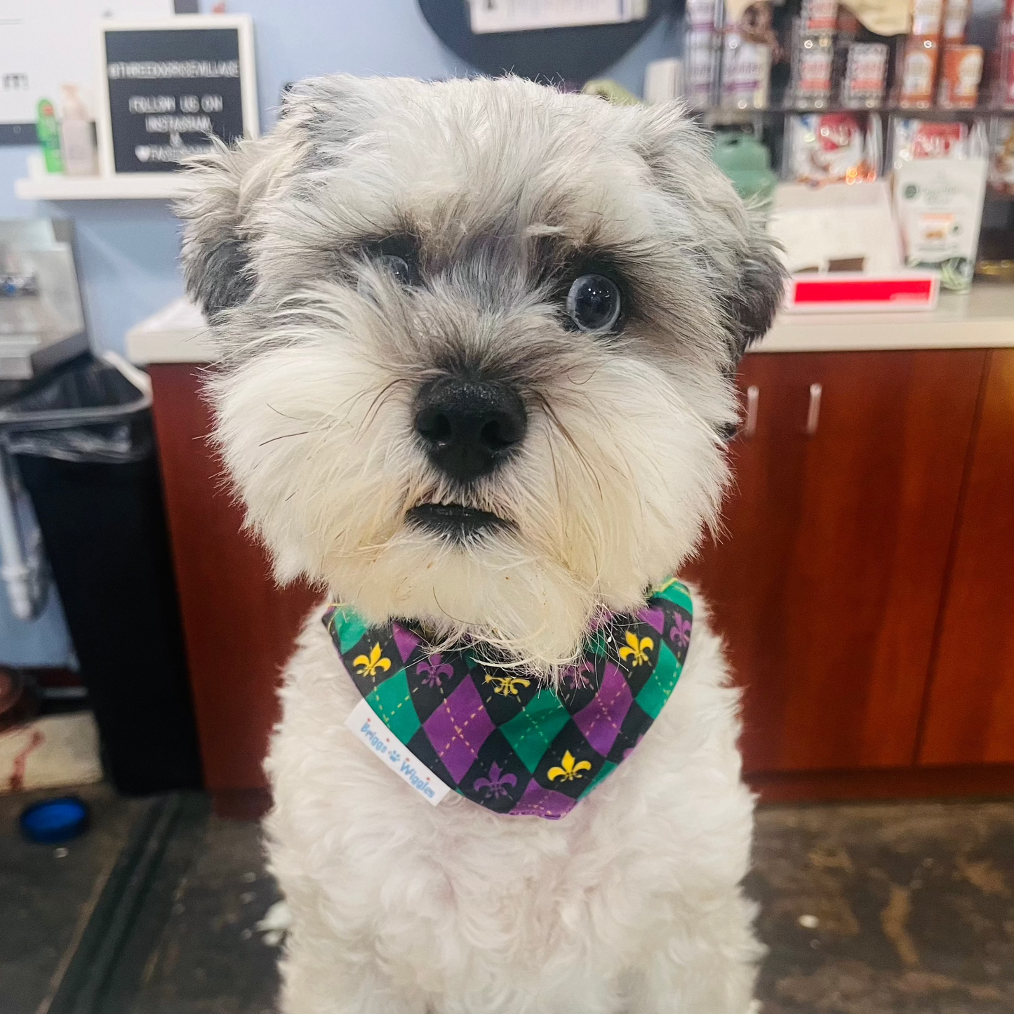 Pete wearing a purple and green argyle dog bandana with gold fleur-de-lis on a black background, ready for Mardi Gras Celebrations.