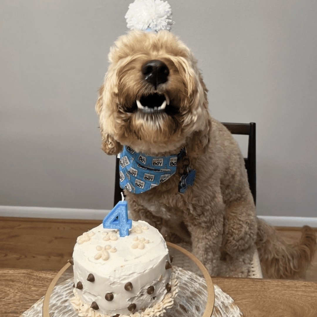 Birthday Girl or Birthday Boy Dog Bandana - Briggs 'n' Wiggles