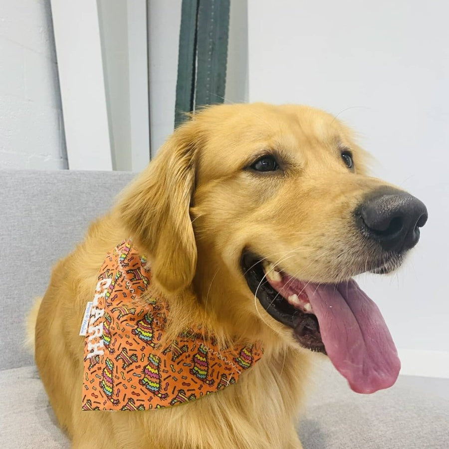 Cinco de Doggo Bandana - Festive Reversible Dog Bandana for Cinco De Mayo & Taco Tuesday - Briggs 'n' Wiggles