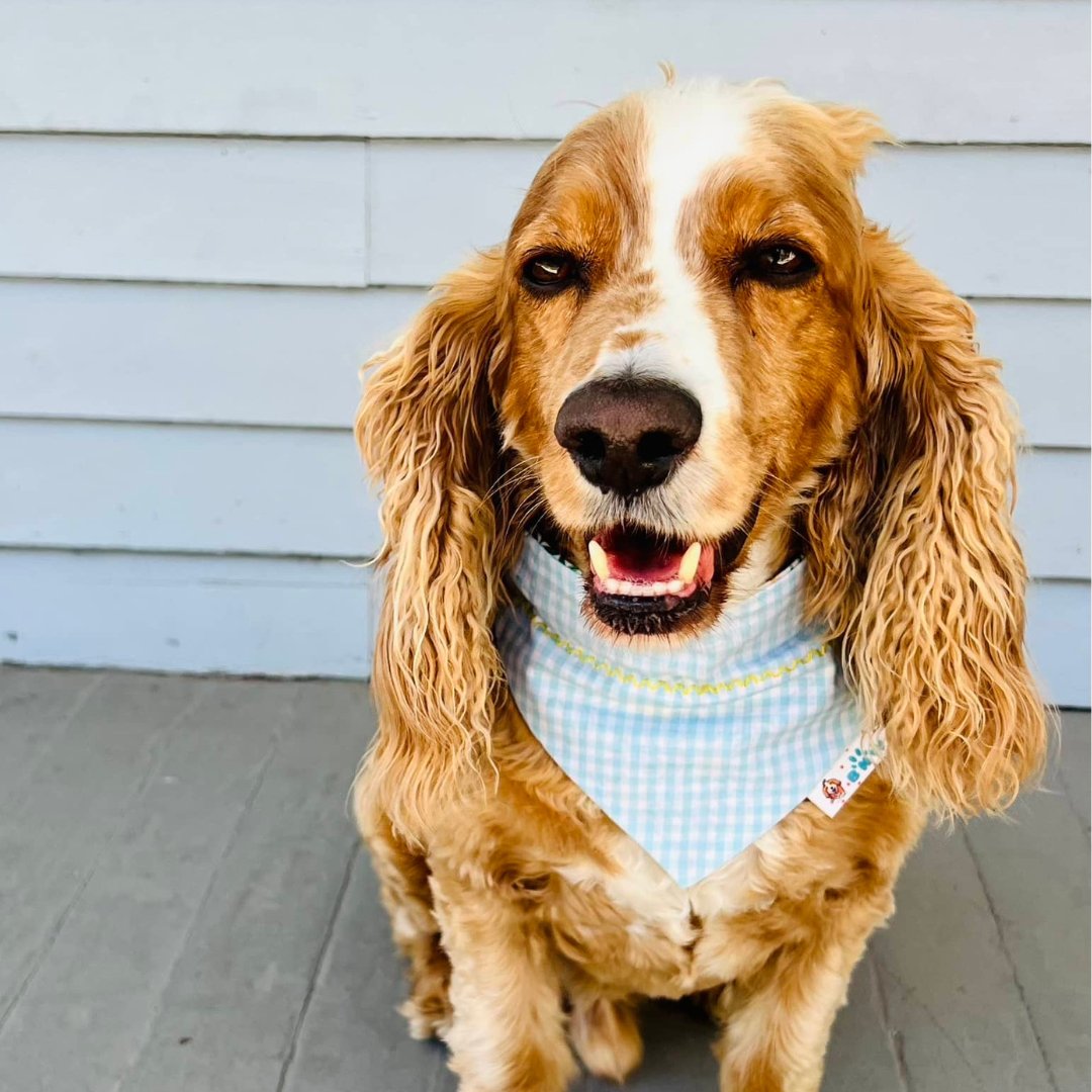 Daisy Fields Dog Bandana - Briggs 'n' Wiggles