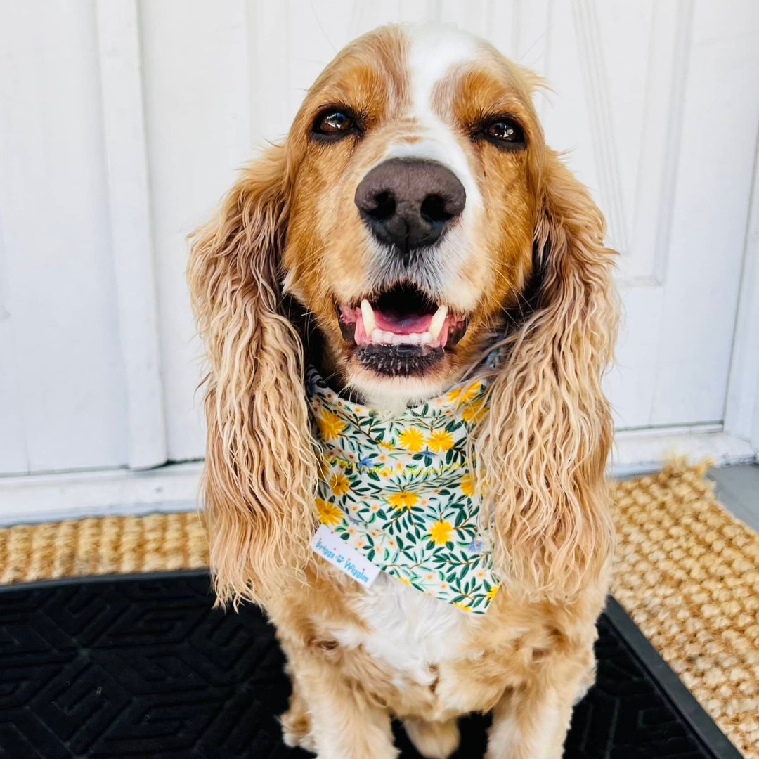 A happy dog wearing a daisy patterned bandana, featuring bright yellow and periwinkle daisies on a crisp white background.