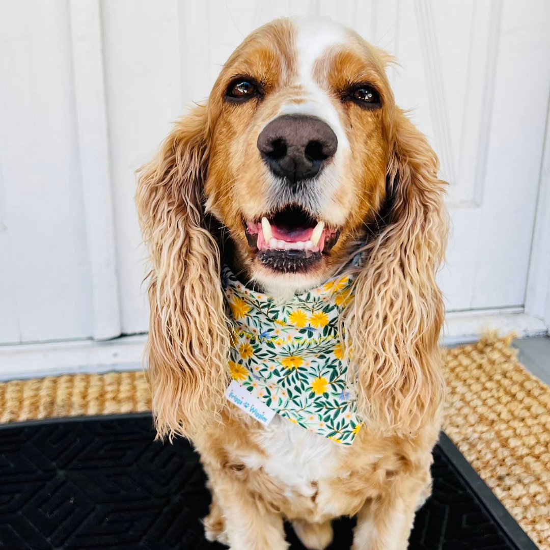 Daisy Fields Dog Bandana - Briggs 'n' Wiggles