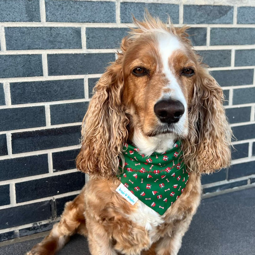 Dog wearing green Christmas dog bandana with Santa hats and dog bones – handmade holiday accessory by Briggs ‘n’ Wiggles.