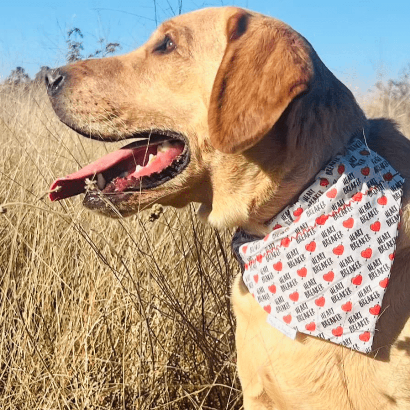 Dog wearing the Heartbreaker Valentine's Day bandana with a gray background and playful heartbreaker text with a Cupid heart, perfect for festive occasions.