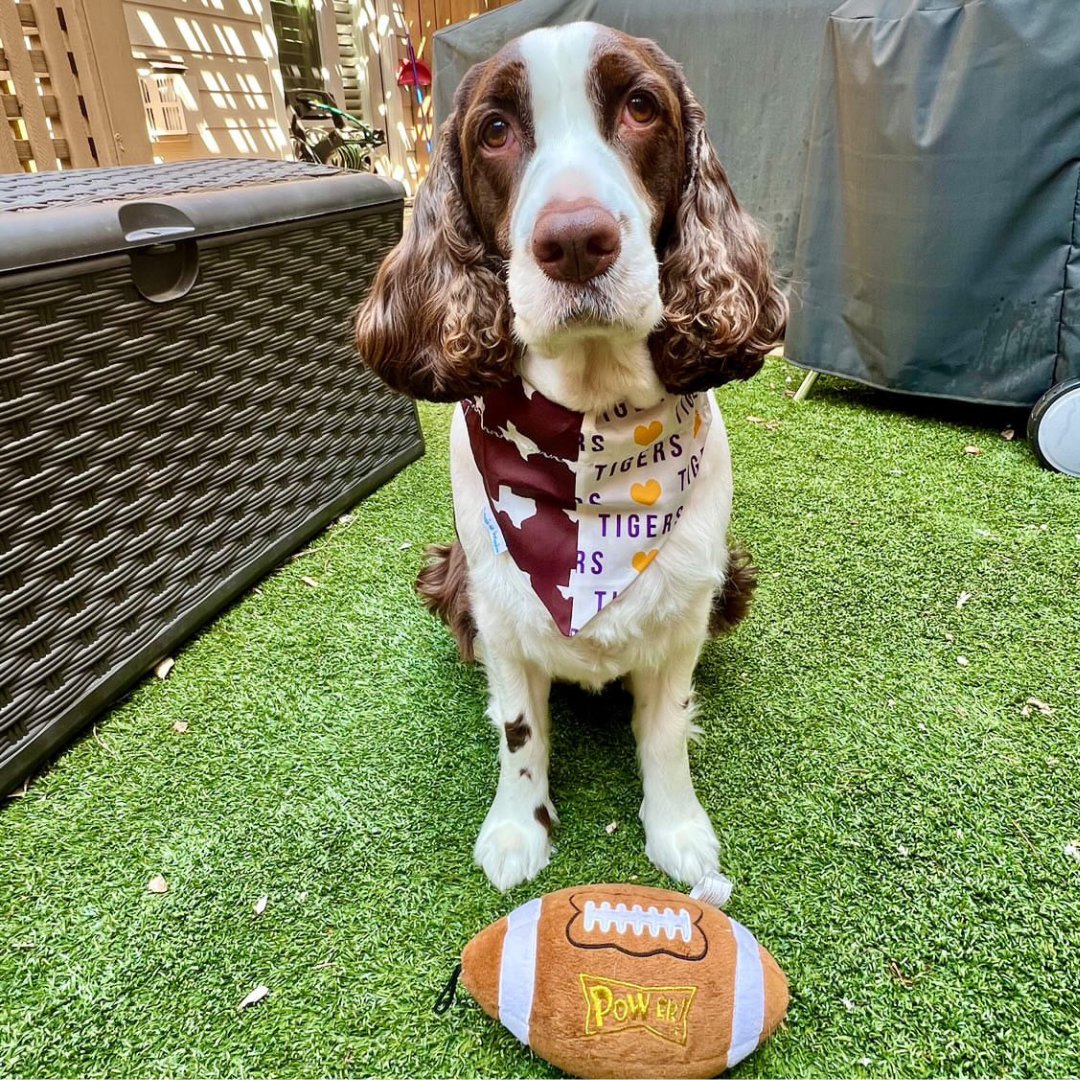 Dog wearing a reversible House Divided bandana with Texas A&M Aggies on one side and LSU Tigers on the reverse, perfect for showcasing team rivalry in style.