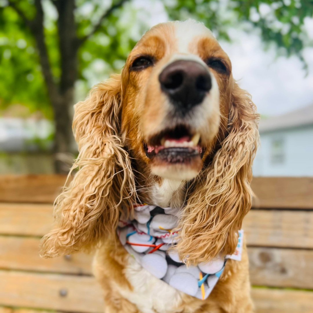 Masters Golf Dog Bandana - Briggs 'n' Wiggles