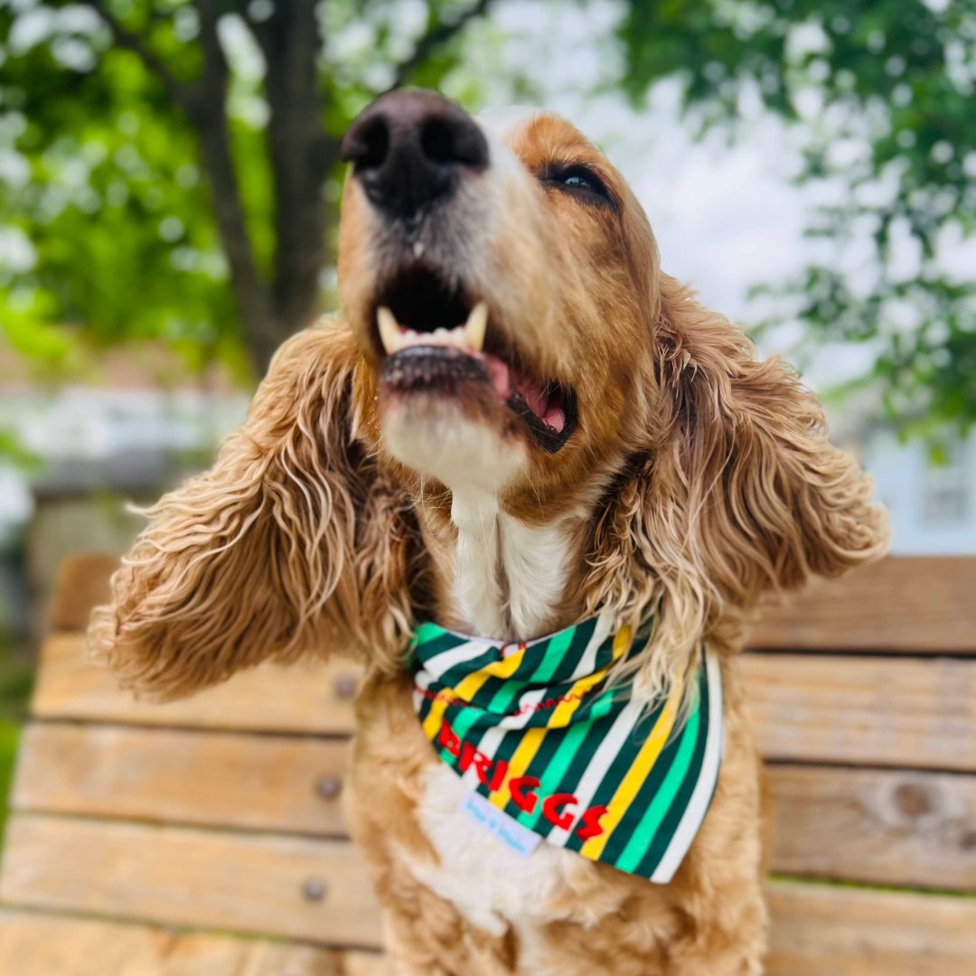 Dog wearing the yellow, green and white stripe dog bandana that was inspired by the Master's Golf Green Jacket.