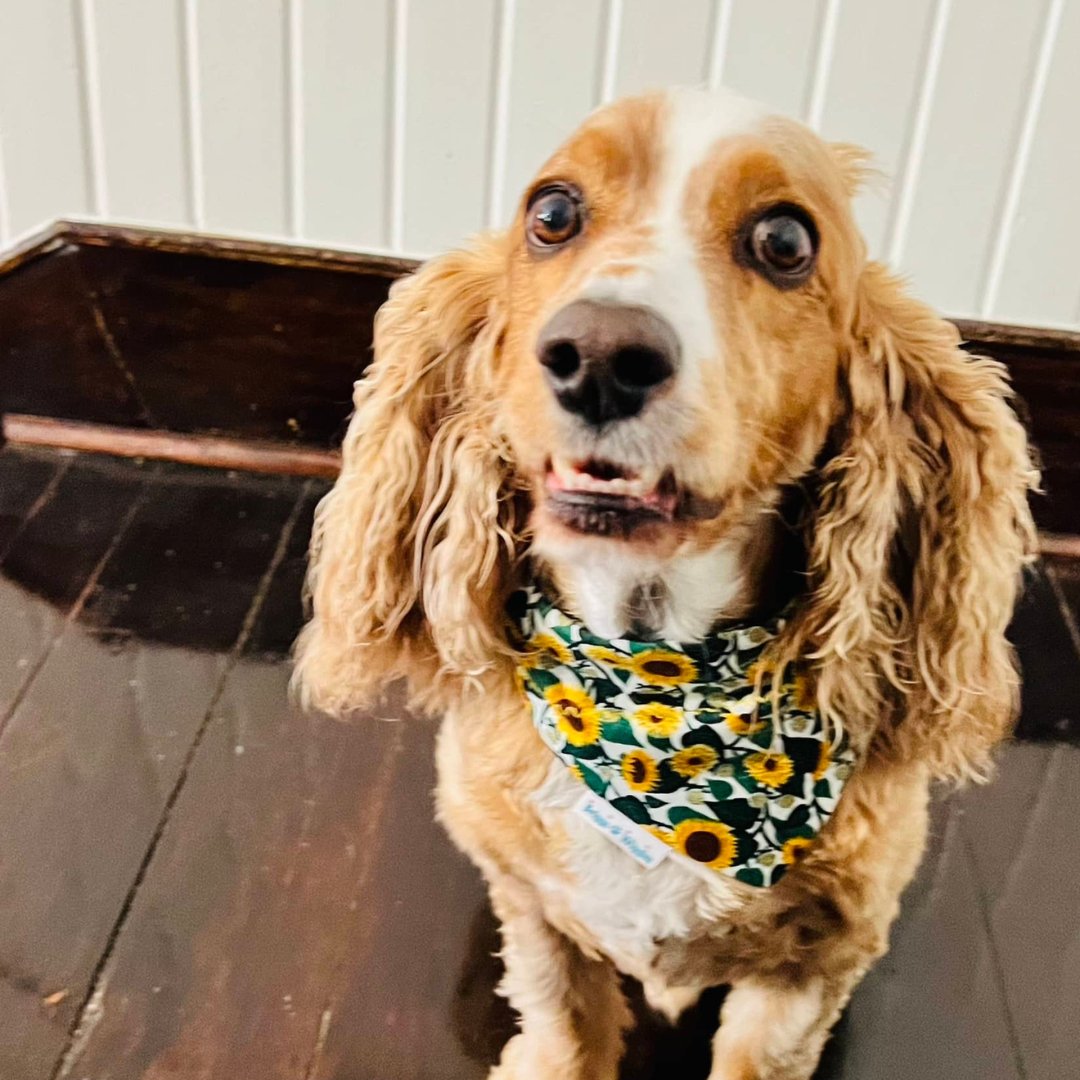 Dog wearing a sunflower patterned dog bandana, looking happy and stylish.