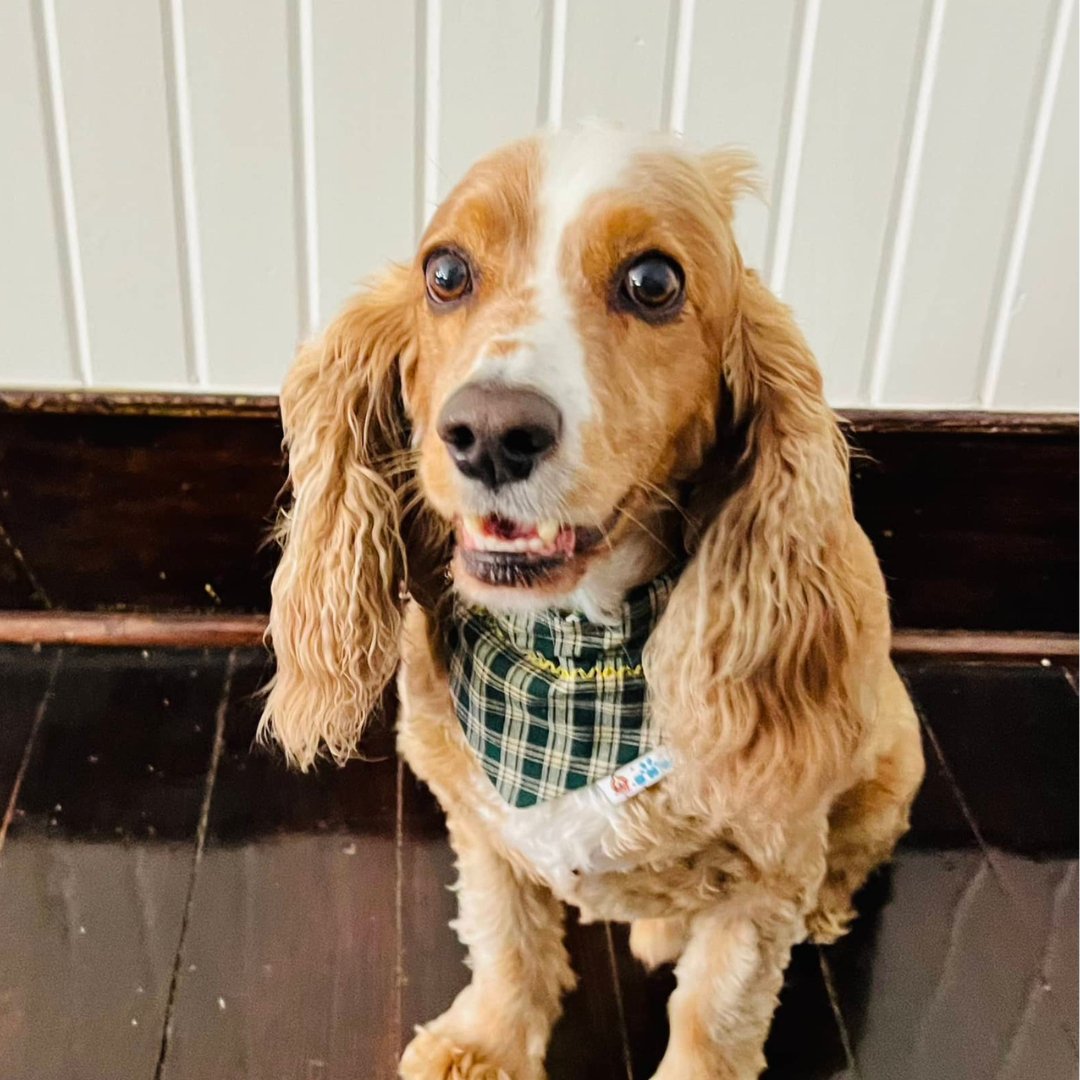 Sunflower Fields Dog Bandana - Briggs 'n' Wiggles