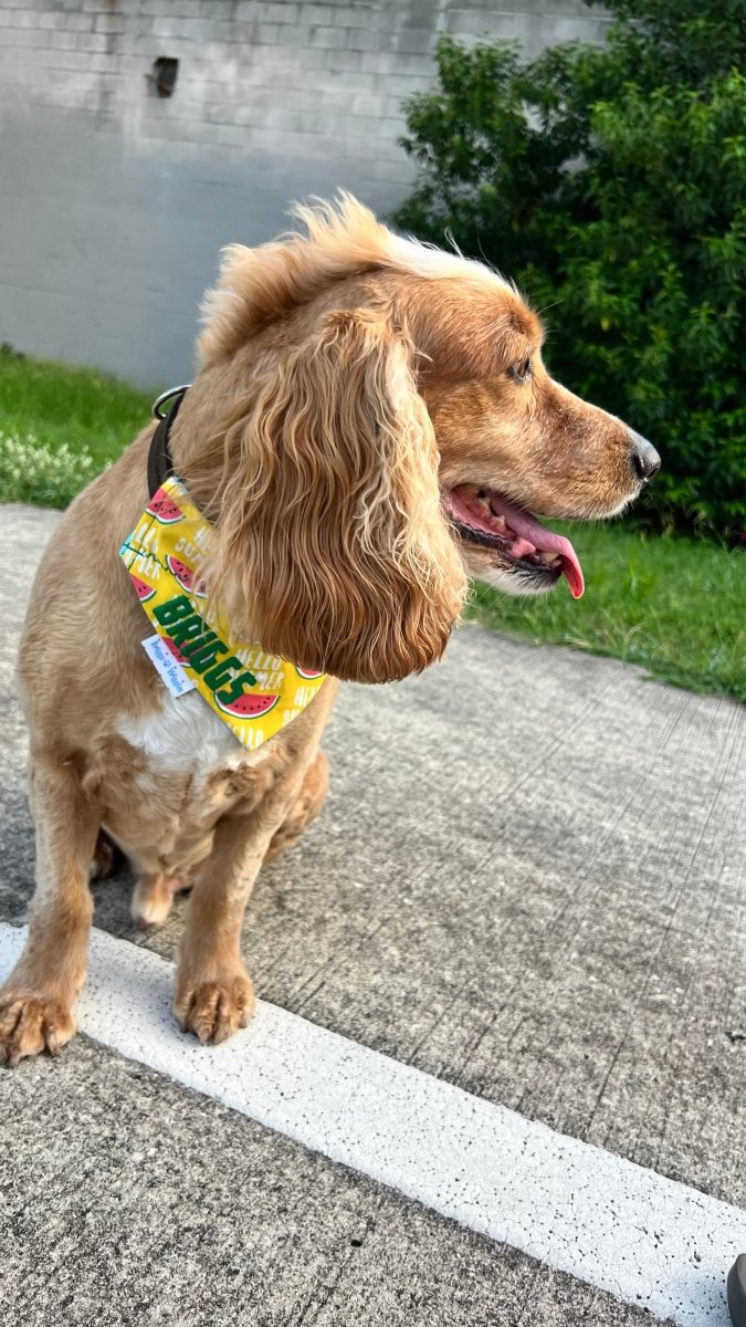 The Wiggles Club Quarterly Membership - Briggs 'n' Wiggles