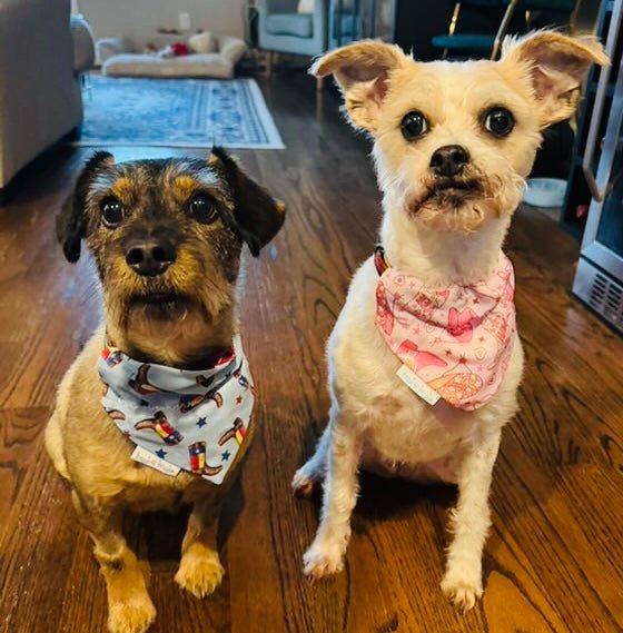 Yeehaw Pink Cowgirl Rodeo Reversible Dog Bandana - Briggs 'n' Wiggles