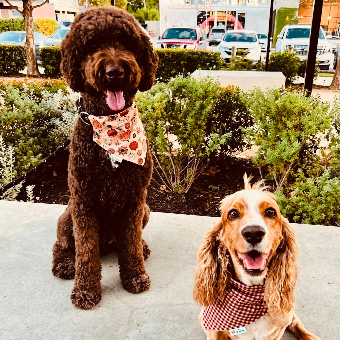 Fall Pumpkins and Plaid prints are for the preppy and sassy pups...they have to add this one to their wardrobe. This bandana is made out of cotton fabric that has fall leaves and pumpkins with a maroon plaid on the reverse side. 