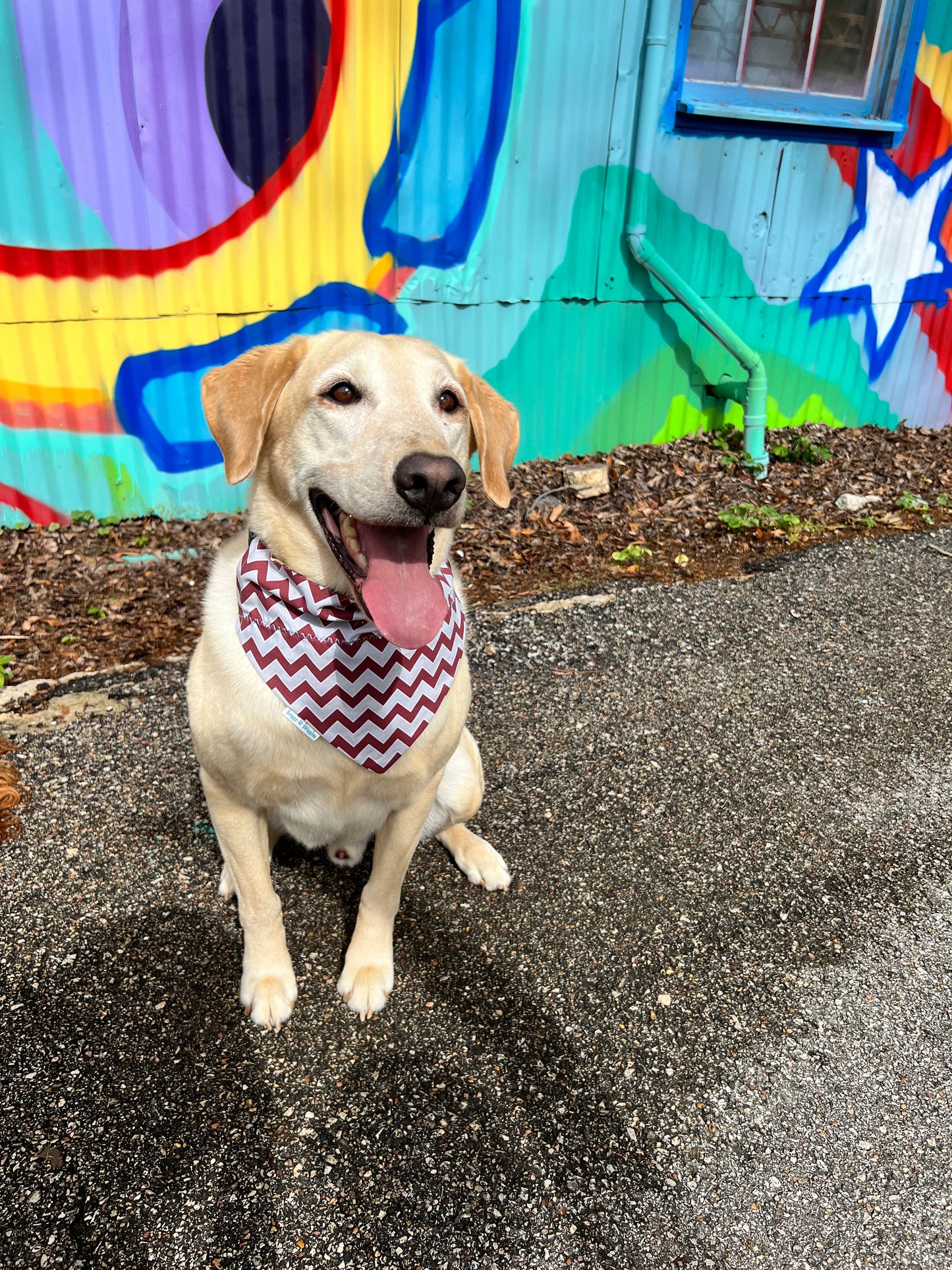 Maroon and gray chevron print dog bandana - model is a 75lb lab wearing a large.
