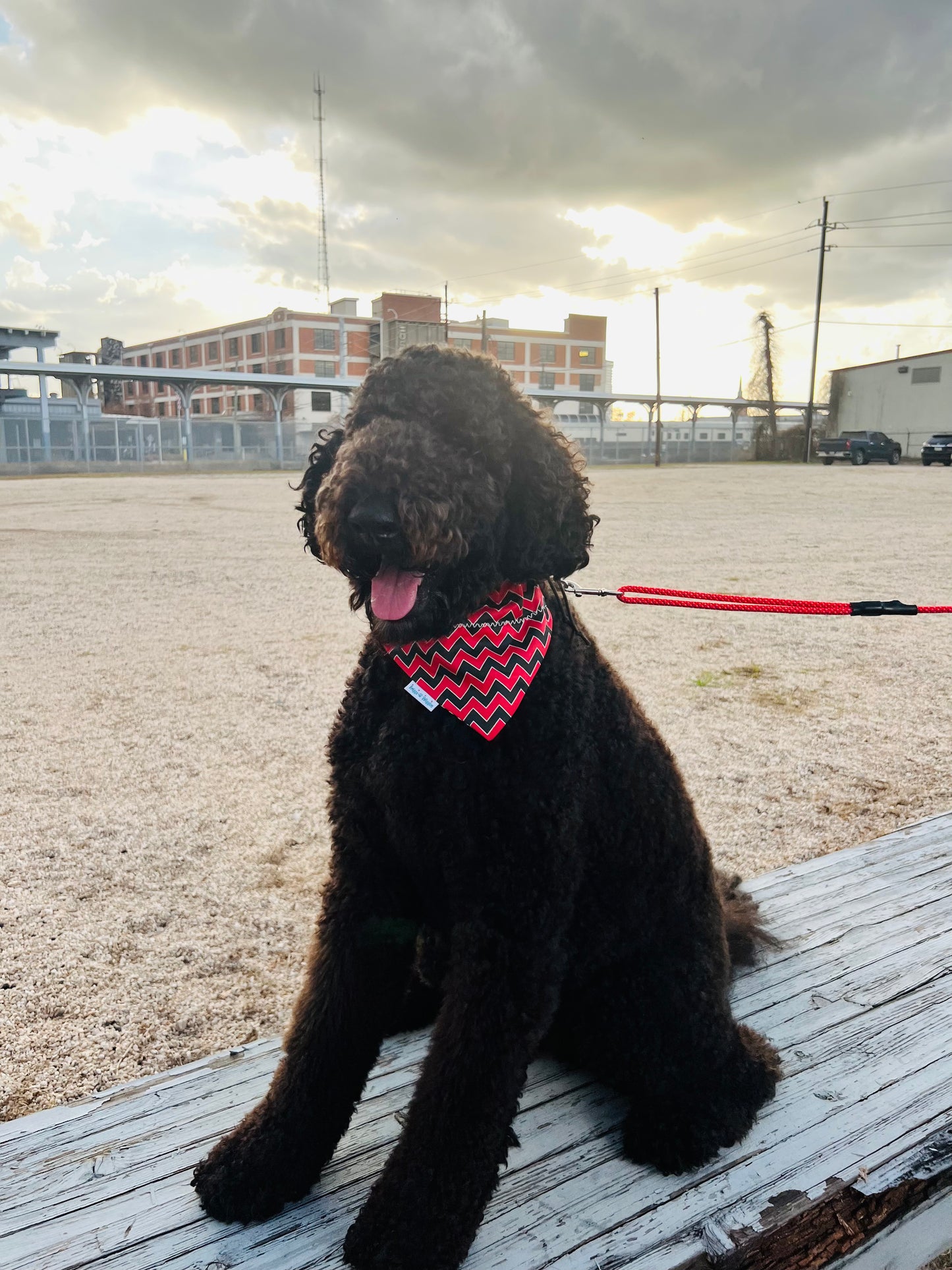 Red and Black Chevron Print Over the Collar Dog Bandana - Briggs 'n' Wiggles