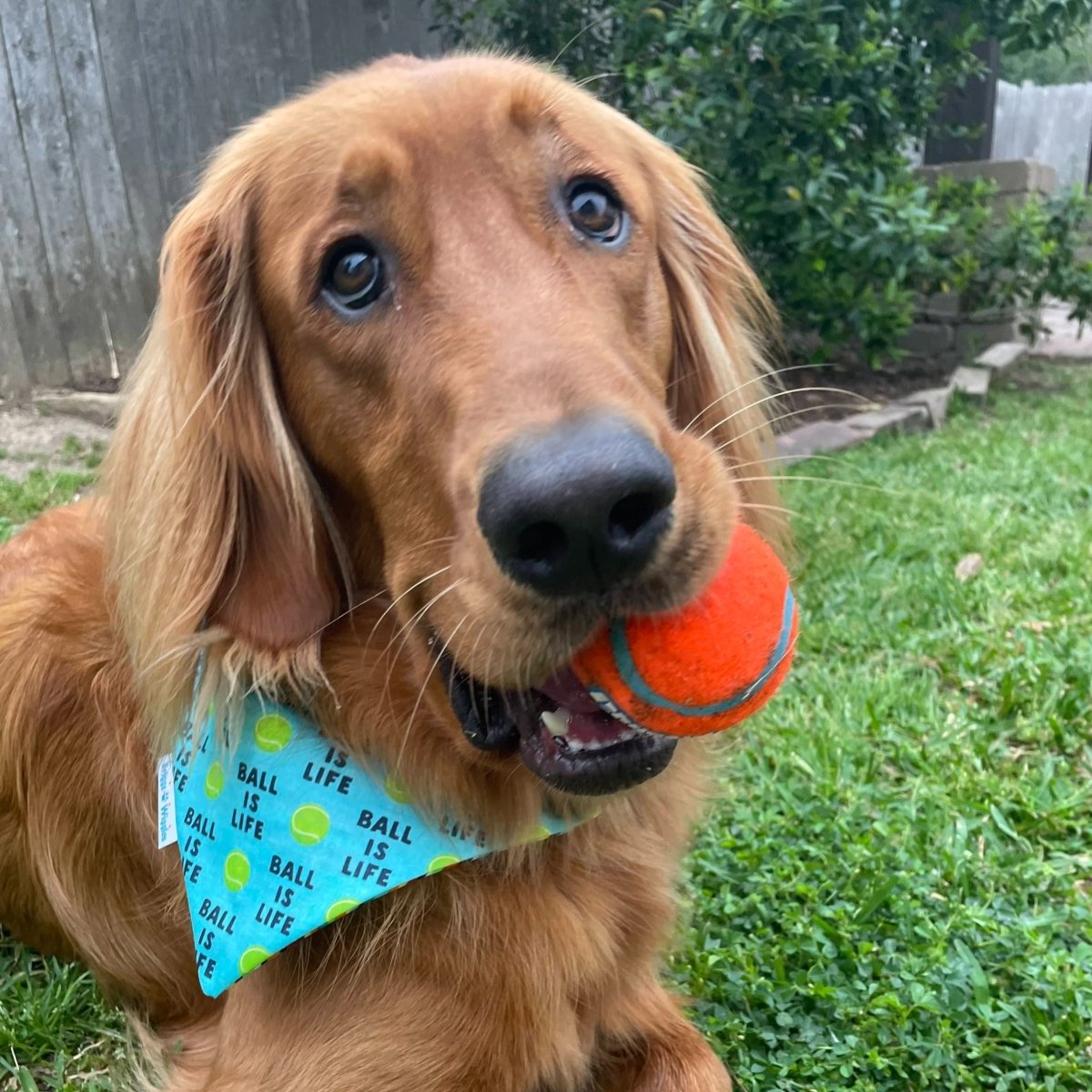 Ball is LIFE Dog Bandana - Briggs 'n' Wiggles