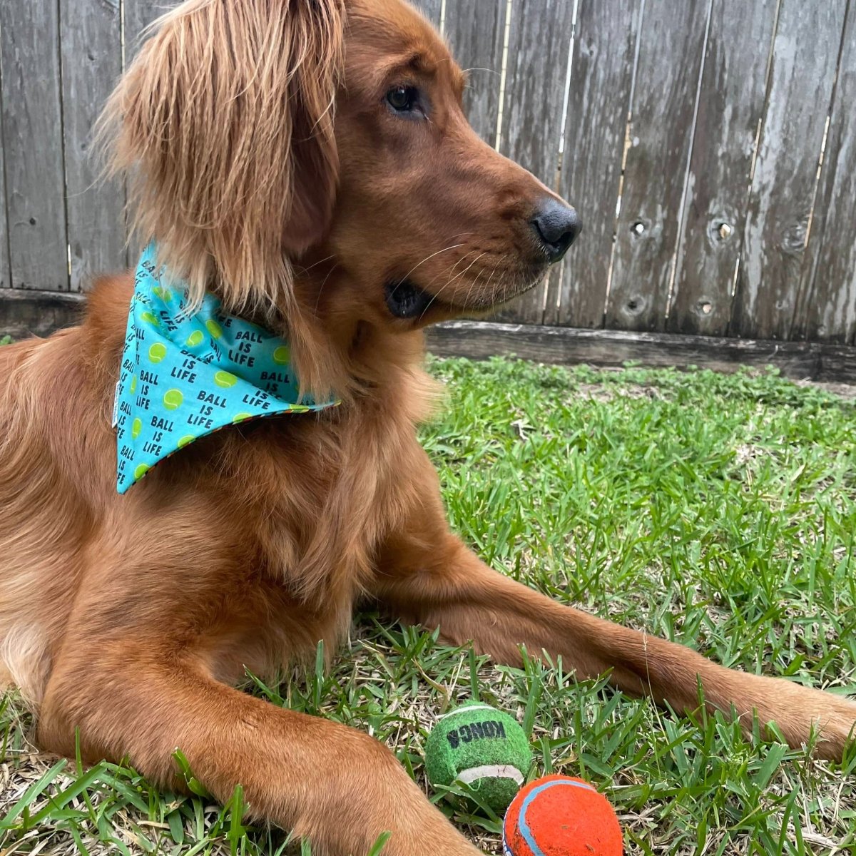 Ball is LIFE Dog Bandana - Briggs 'n' Wiggles