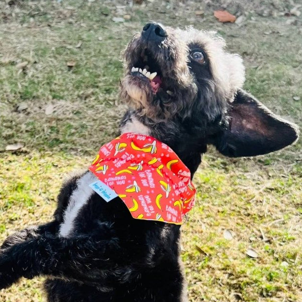 Dog wearing Bananas For You Dog Bandana with a bright red background and floating yellow bananas, perfect for humorous and stylish pet fashion.