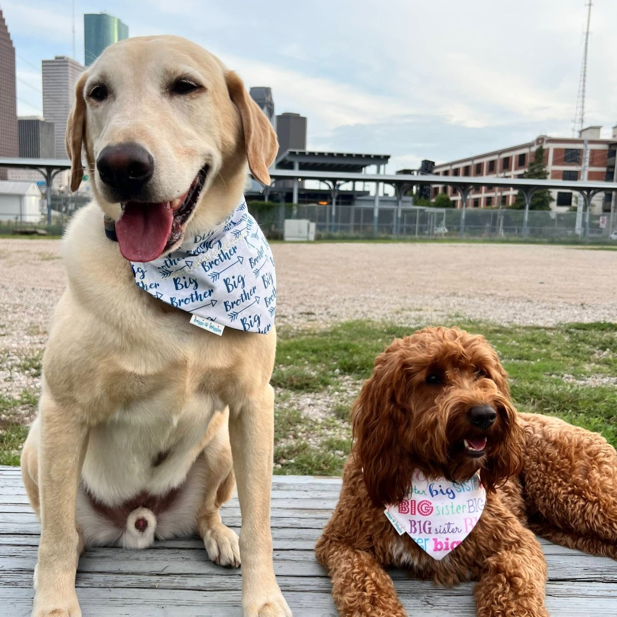 Big Brother Over the Collar Dog Bandana - Briggs 'n' Wiggles