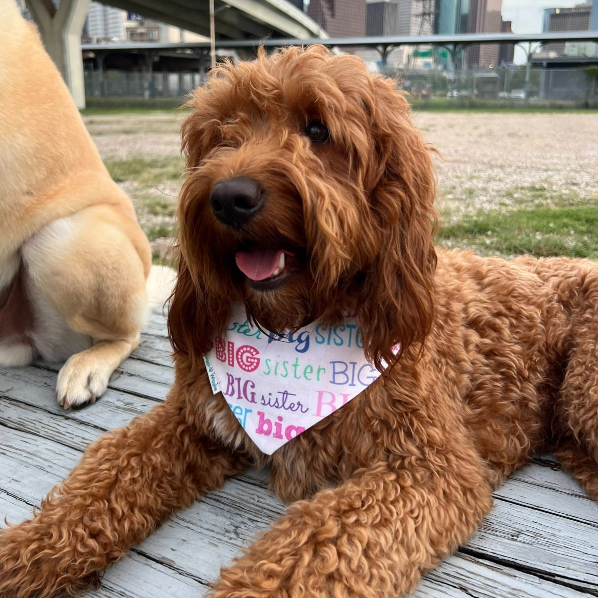 Big Sister Over the Collar Dog Bandana - Briggs 'n' Wiggles