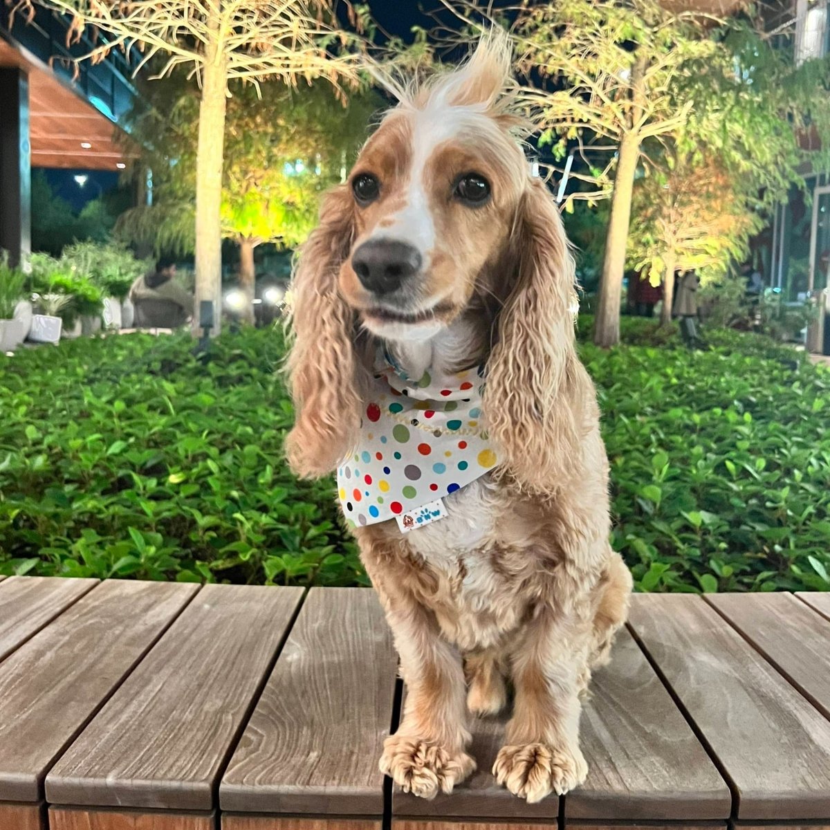 Birthday Girl or Birthday Boy Dog Bandana - Briggs 'n' Wiggles