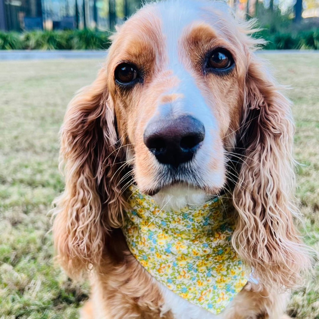 Birthday Pupcakes Dog Bandana - Briggs 'n' Wiggles