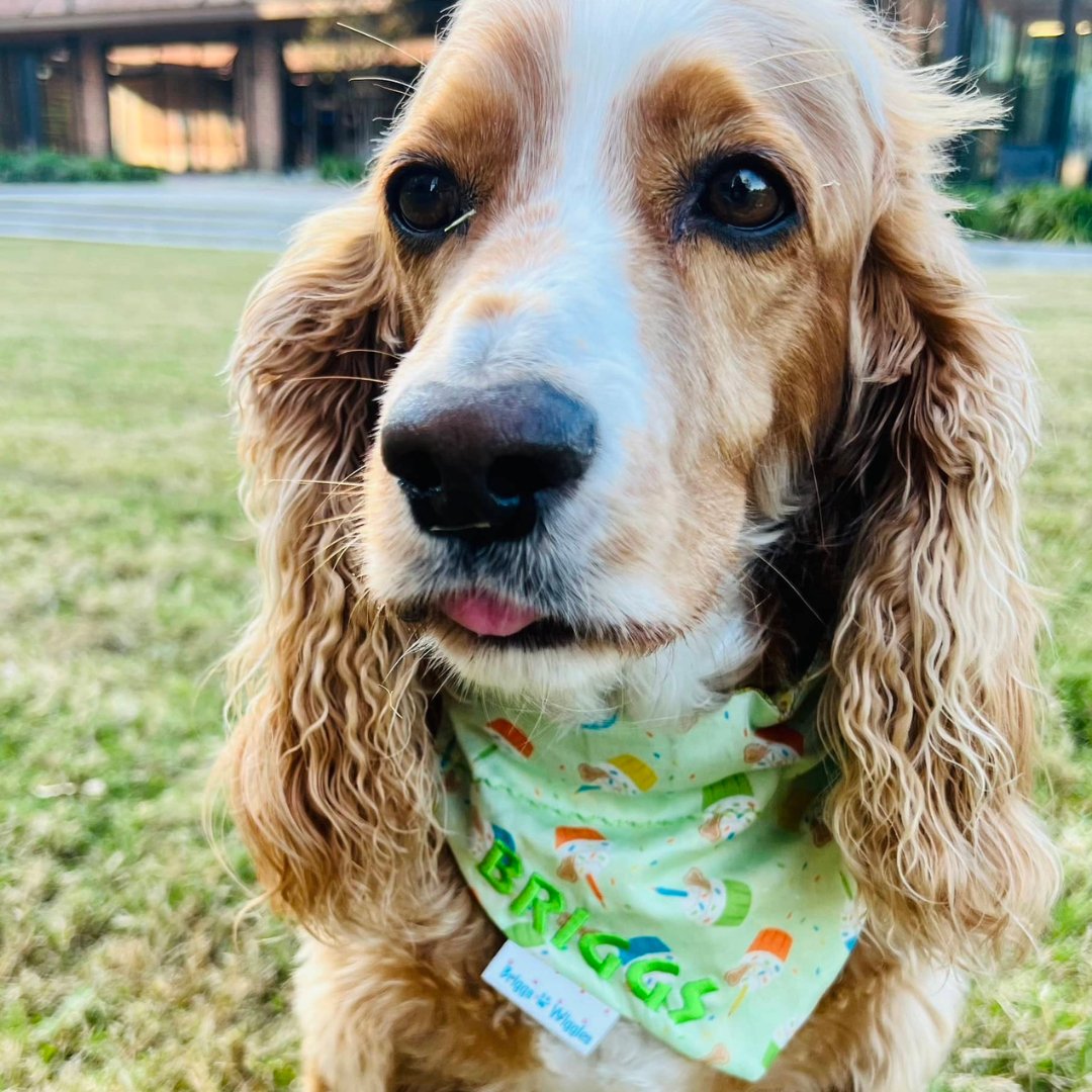 Dog wearing a festive bandana with colorful cupcake designs with dog bone toppers, perfect for celebrating special moments or adding fun to a Doggy Party.
