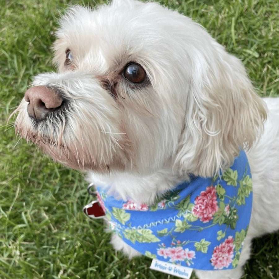 Blue Garden Party Dog Bandana - Briggs 'n' Wiggles