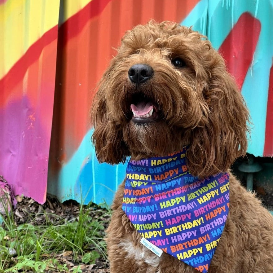 Dog wearing a vibrant cobalt blue Happy Birthday bandana with colorful lettering, a stylish and festive accessory for any pup's special day or party.