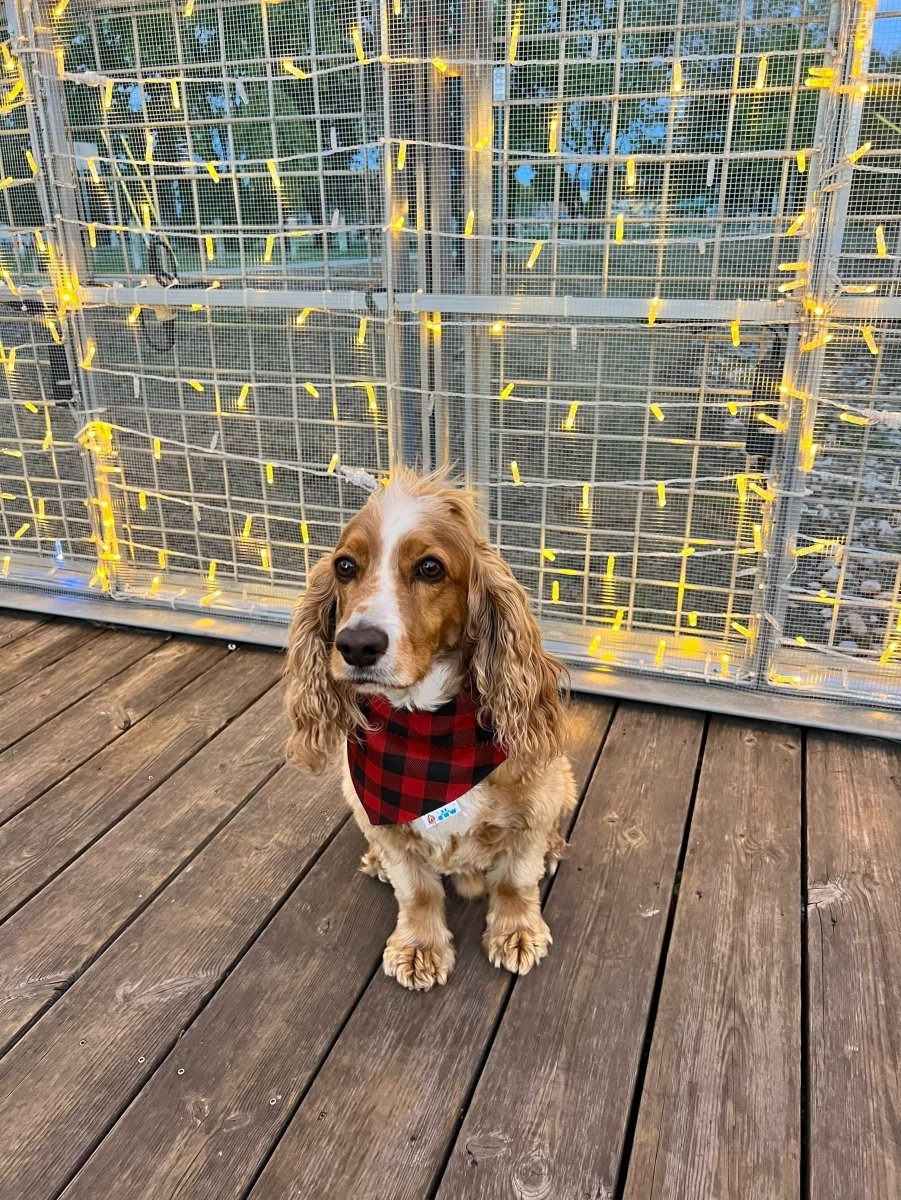 Buffalo Plaid and Leopard Christmas Tree Dog Bandana - Briggs 'n' Wiggles