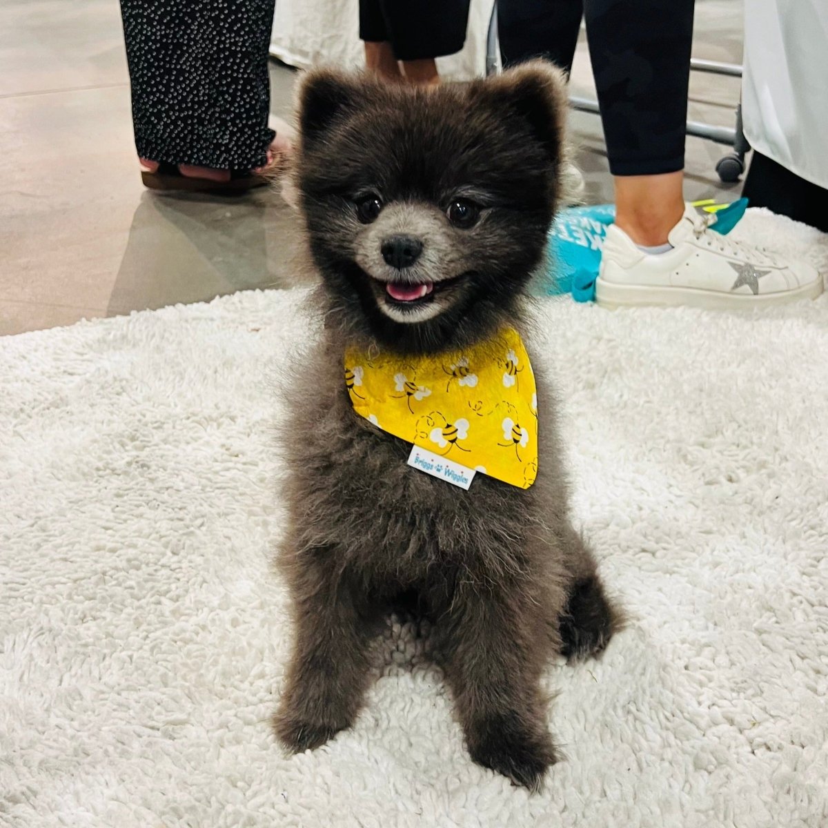 Dog wearing the Buzzin' with Betty bandana, showcasing a yellow background with floating bees and a reversible black-and-white striped design .