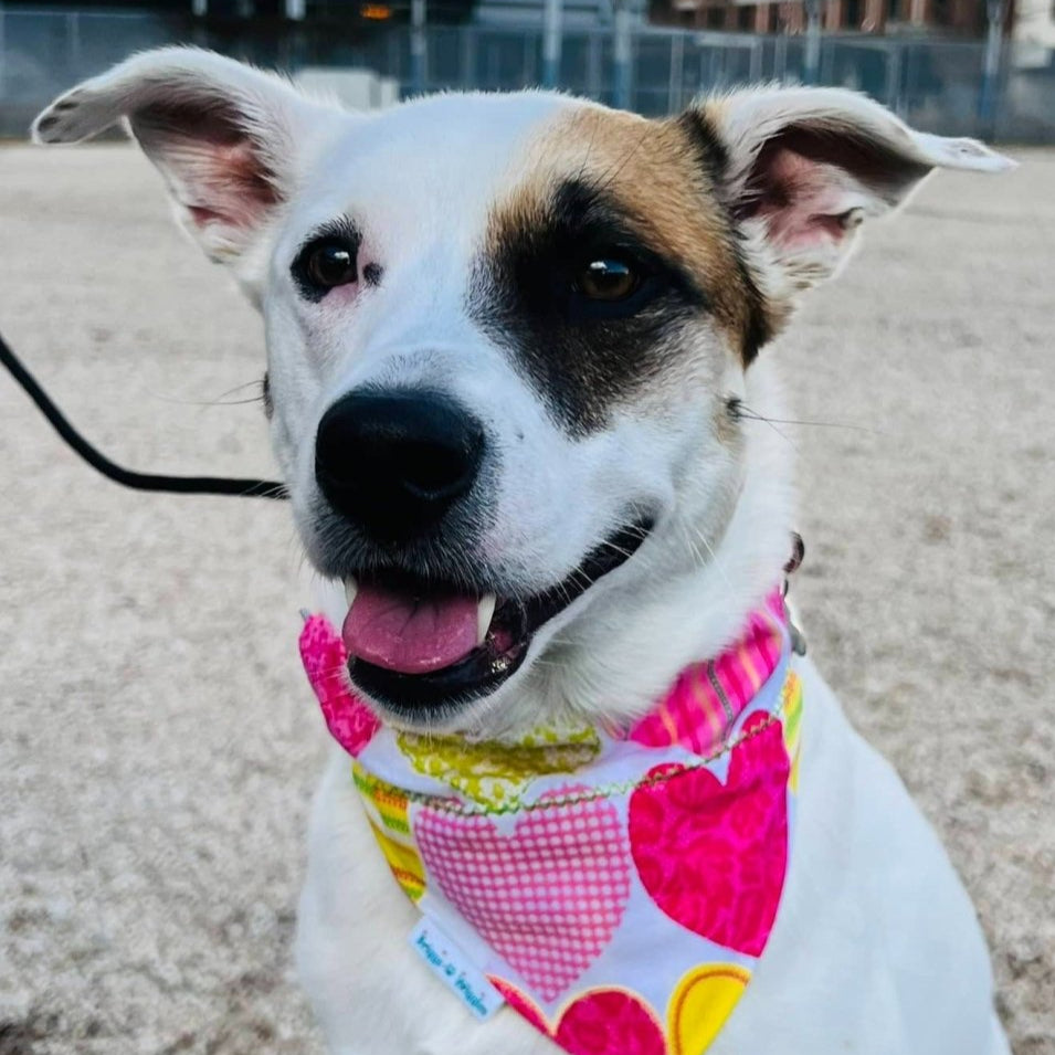 Dog wearing Candy Hearts pastel bandana with colorful hearts on a white background.