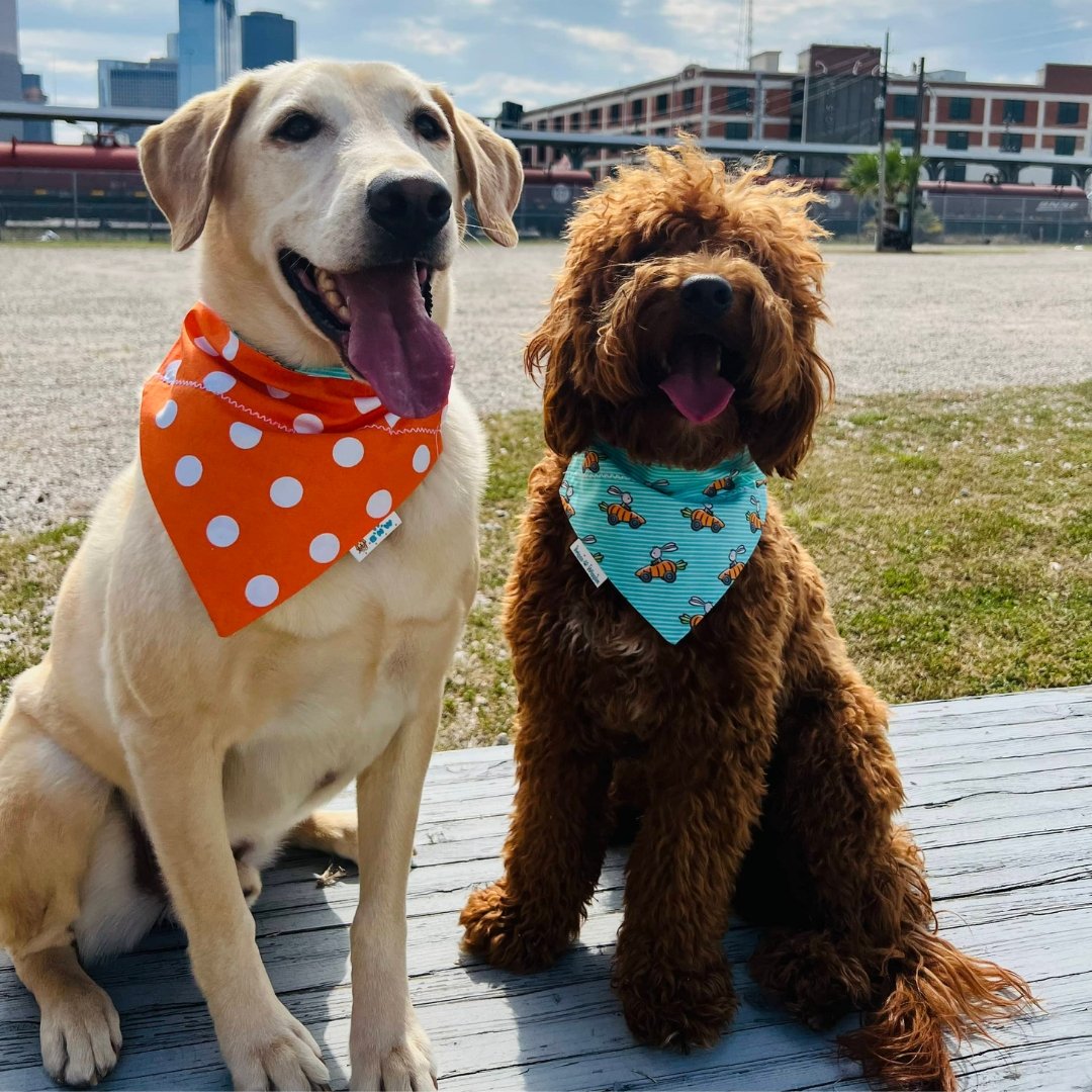 Dogs wearing the Bunny Joyride dog bandana front side in car Easter print and the reverse side orange and white polka dots.