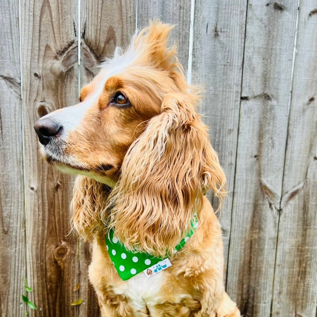 Celebrate Pride Dog Bandana - Briggs 'n' Wiggles