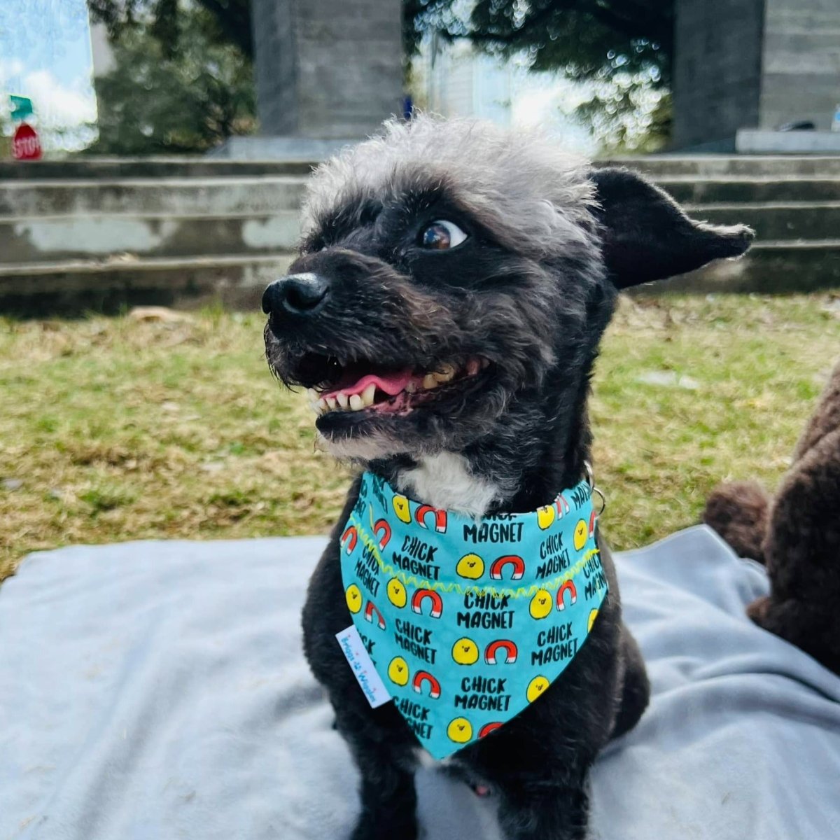 Dog wearing Chick Magnet bandana - front design with chick magnet visible.