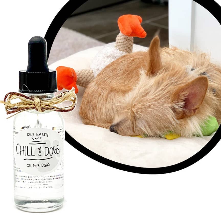Chill for Dogs by Oils Earth - Briggs 'n' Wiggles