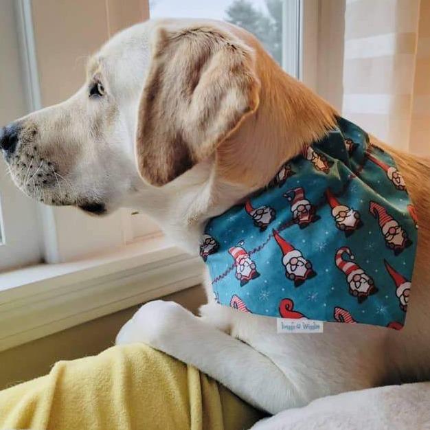 Dog wearing Christmas gnome reversible bandana with aqua background and stars – festive handmade dog accessory by Briggs ‘n’ Wiggles.