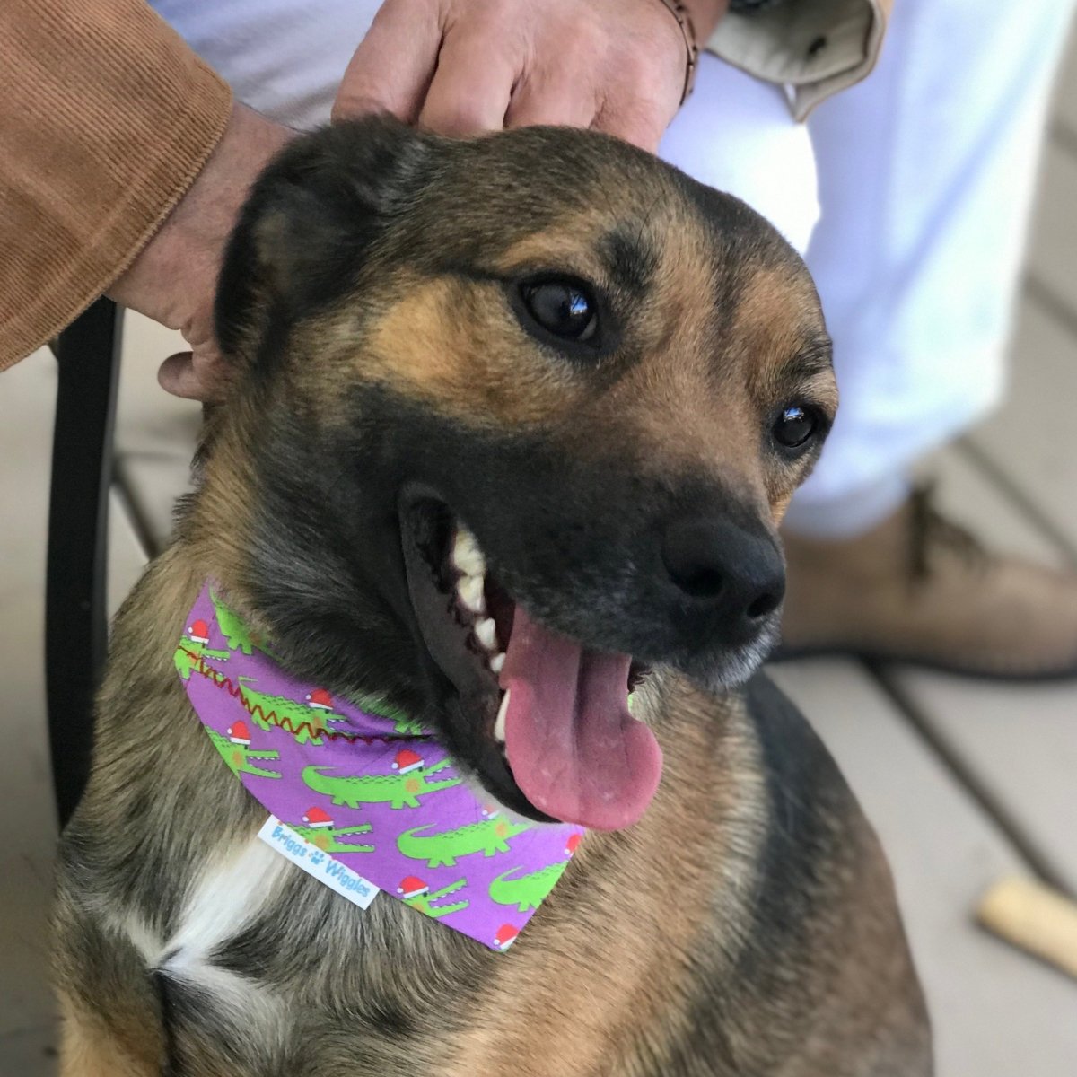 Christmas on the Bayou Dog Bandana - Briggs 'n' Wiggles