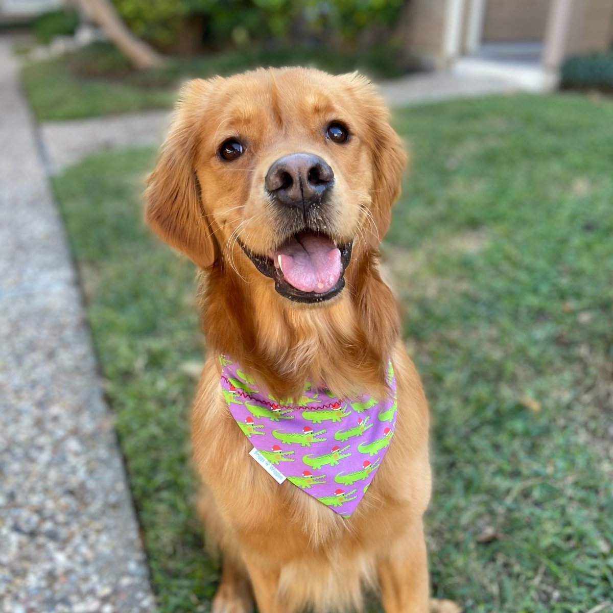 Christmas on the Bayou Dog Bandana - Briggs 'n' Wiggles