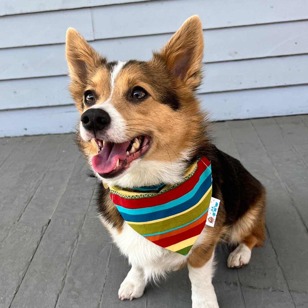 Corgi Green Shamrock Glasses Dog Bandana - Briggs 'n' Wiggles