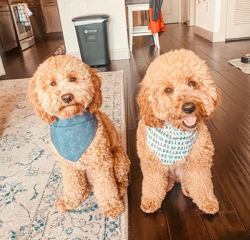 Dallas Cowboy Stars Dog Bandana - Briggs 'n' Wiggles
