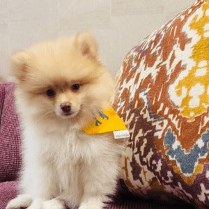 Dec My Room Dog Bandana - Briggs 'n' Wiggles