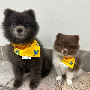 Dec My Room Dog Bandana - Briggs 'n' Wiggles