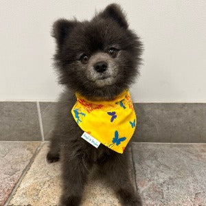 Dec My Room Dog Bandana - Briggs 'n' Wiggles