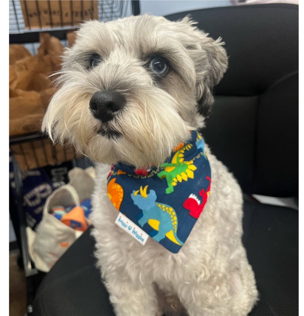 Dinosaur Party and Gingham Dog Bandana - Briggs 'n' Wiggles