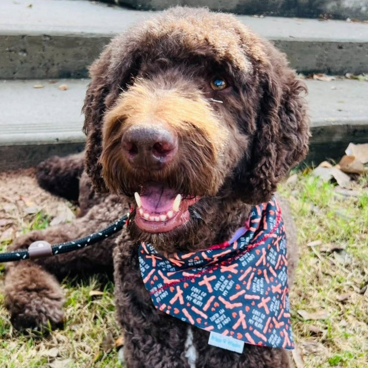 Dog wearing DON'T GO BACON MY HEART reversible Dog Bandana, featuring a playful Valentine's design for festive and casual pet fashion.