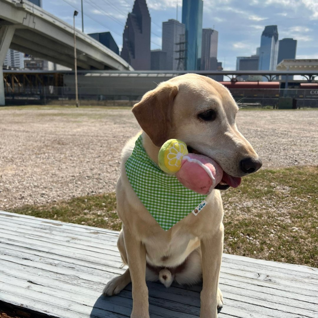 Easter Donuts, Carrots and Coffee Dog Bandana - Briggs 'n' Wiggles