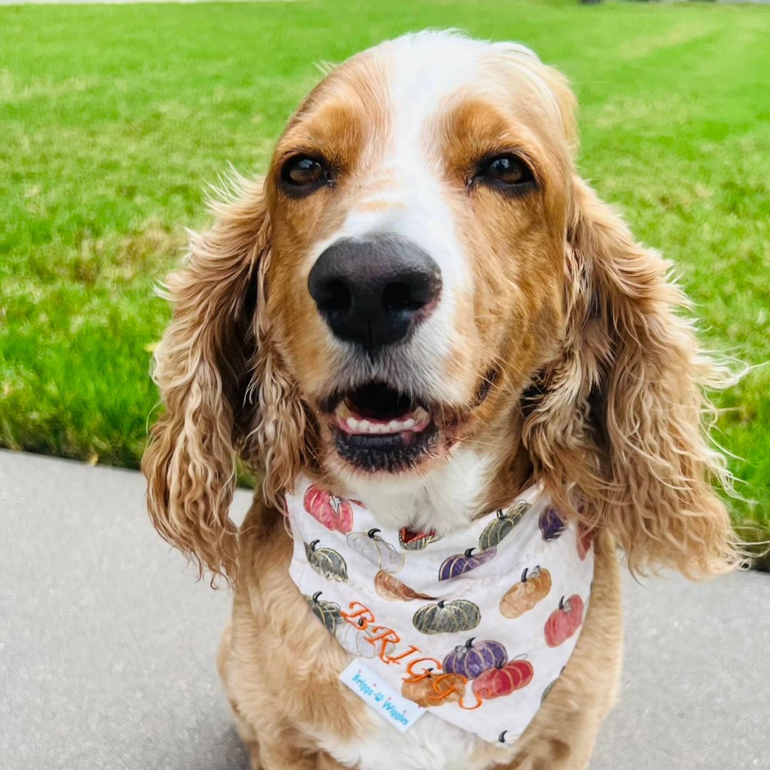 Briggs wearing the elegant fall pumpkin dog bandana with warm autumn colors and shimmering gold foil outlines, perfect for Thanksgiving and seasonal dog style.