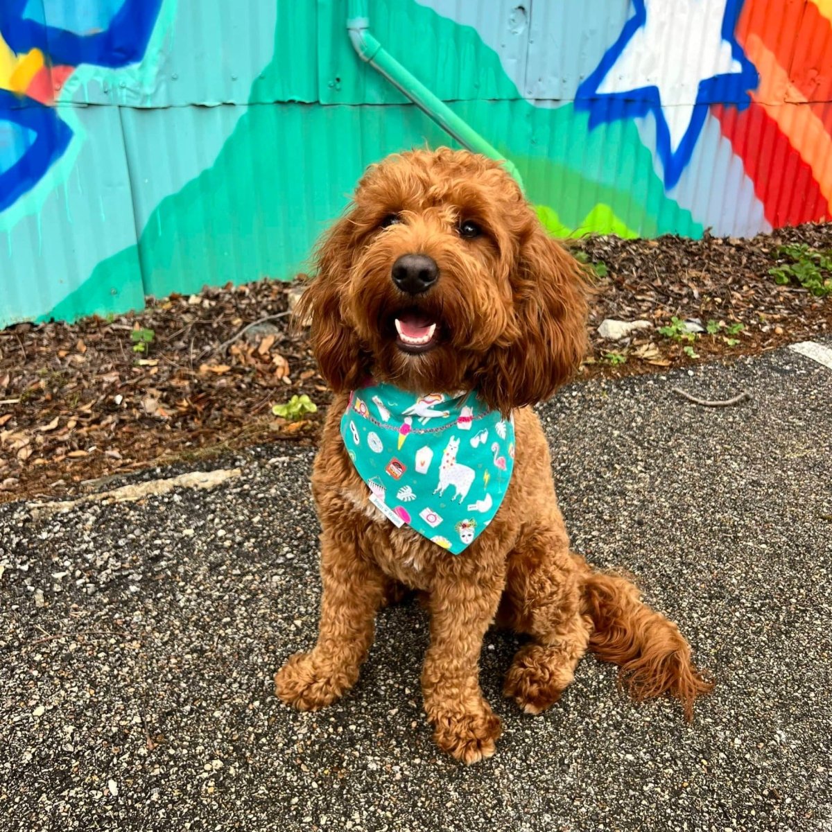 Everything Girly Dog Bandana - Briggs 'n' Wiggles