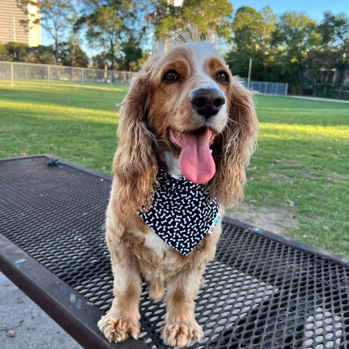 Gig'em Texas Aggies Dog Bandana - Briggs 'n' Wiggles